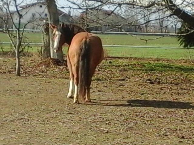 B&B Cm Ranch Cuneo Eksteriør billede